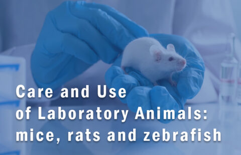 Care and Use of Laboratory Animals: mice, rats and zebrafish | Welcome ...